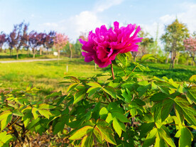 牡丹花