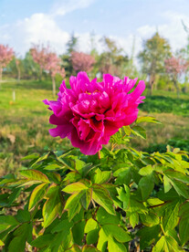 牡丹花