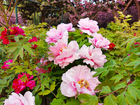 牡丹花
