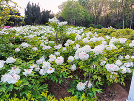 白色牡丹花圃
