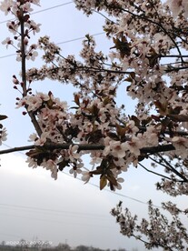 紫叶李