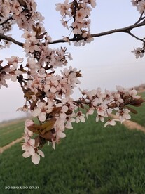 紫叶李