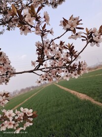 紫叶李