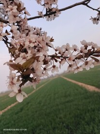 紫叶李