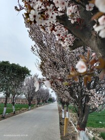 紫叶李
