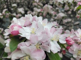 海棠花
