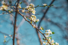 白桃花