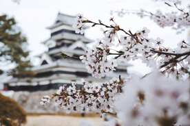 樱花美景