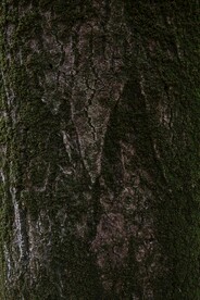 纹理 