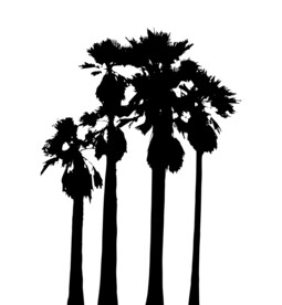 棕榈树