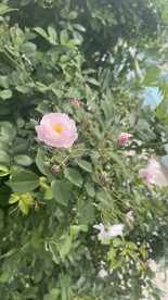 蔷薇花