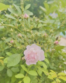 我家蔷薇花