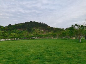 苏州高景山公园草坪