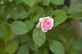 月季花