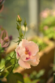 月季花