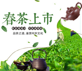 春茶上市