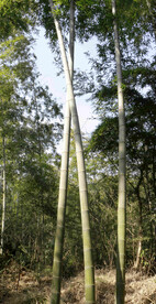 竹林
