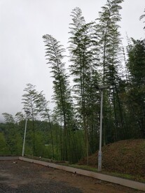 竹