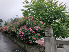 月季