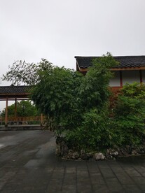 竹