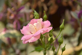 月季花