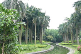 树林