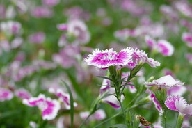小花