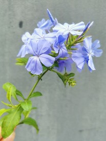 蓝色花朵