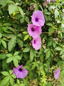 牵牛花