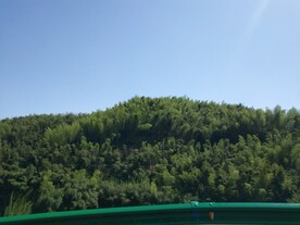 竹