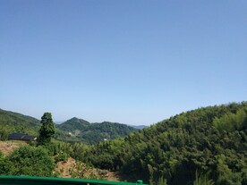 竹