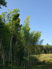 竹
