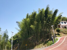 竹