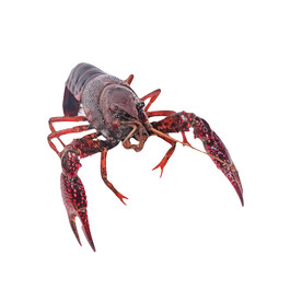 龙虾