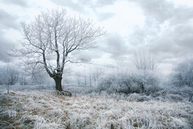 冬天的森林 雪地