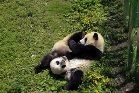 熊猫 