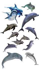 高清免扣海豚素材