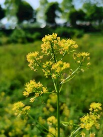 春日黄花