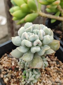 丘比特