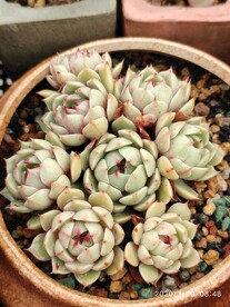 苯芭