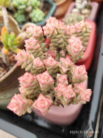 腊笔