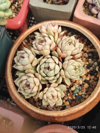 苯芭