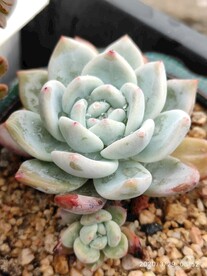 芙蓉雪莲