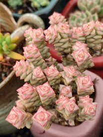 蜡笔