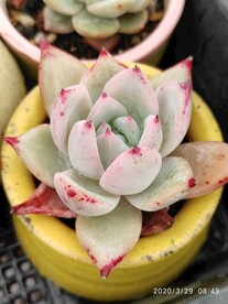 天狼星
