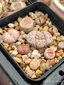生石花