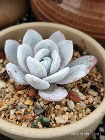 芙蓉雪莲