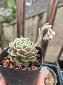昂思诺