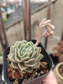 昂思诺