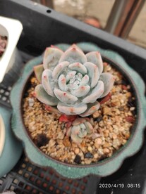 芙蓉雪莲